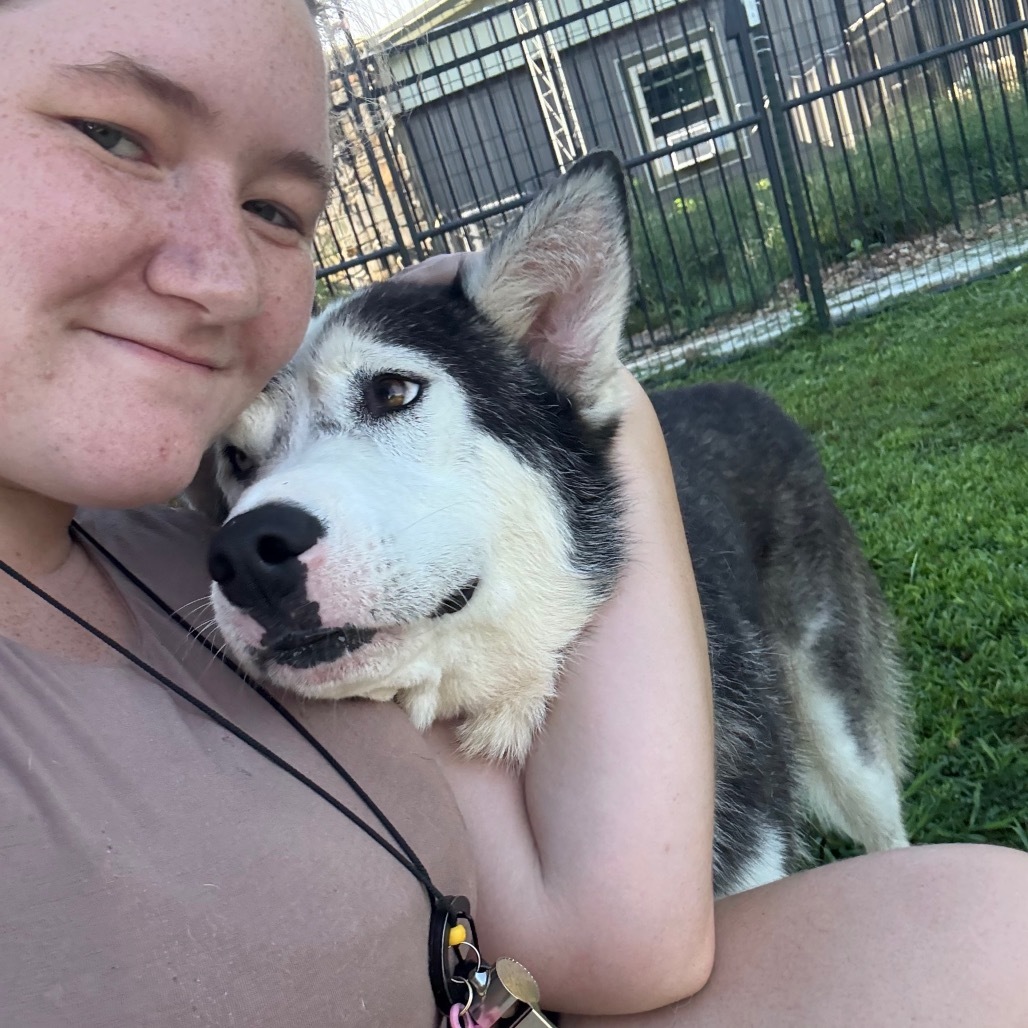 Zeus, an adoptable Husky in Eufaula, OK, 74432 | Photo Image 6