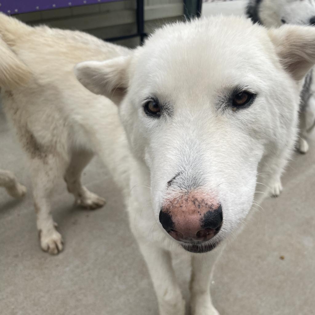 Austin, an adoptable Husky in Eufaula, OK, 74432 | Photo Image 1