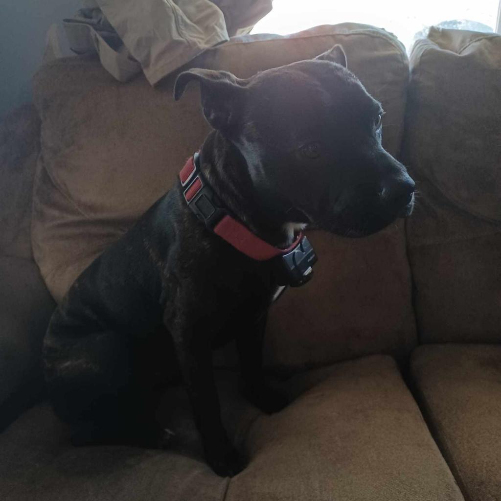 Finnley - MISSING, an adoptable Boston Terrier in Lynchburg, VA, 24502 | Photo Image 1