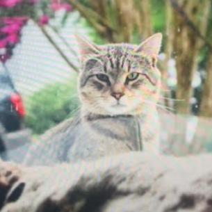 Rye - MISSING, an adoptable Domestic Short Hair in Lynchburg, VA, 24502 | Photo Image 1