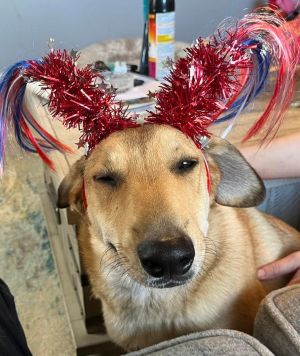 Dog for Adoption - Tucker, a Carolina Dog in Fentress County, TN