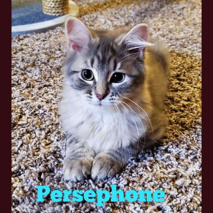 Pursephone, an adopted Domestic Long Hair in Lincoln, NE_image-3