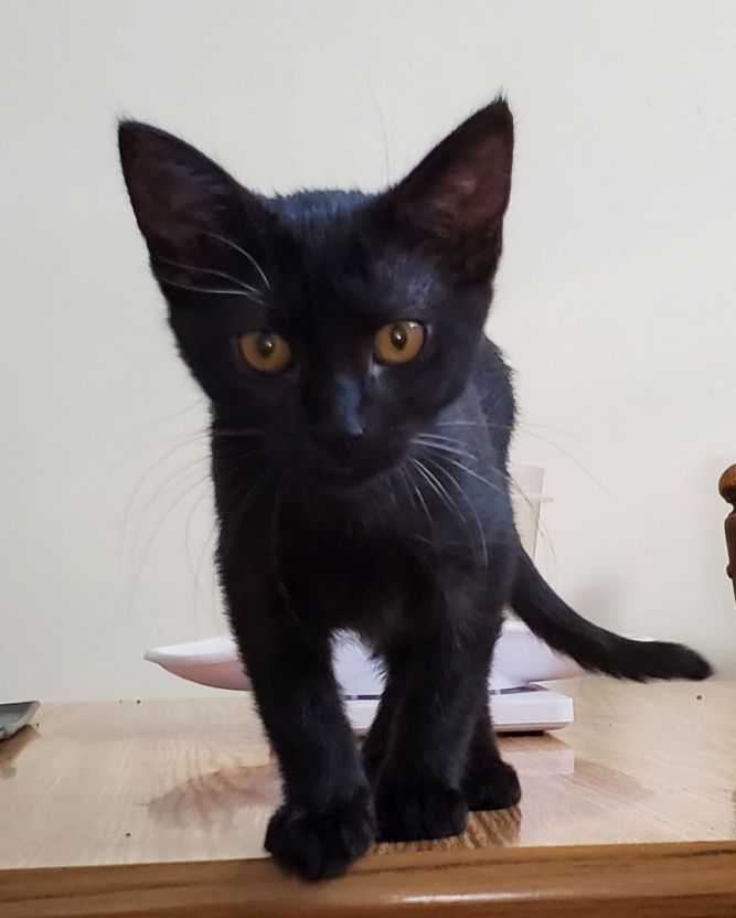 Artemis