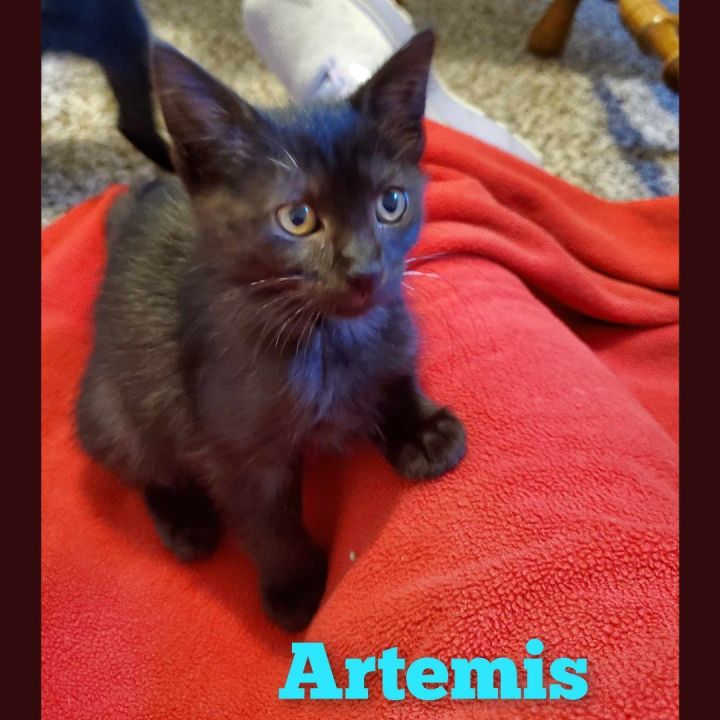 Artemis, an adopted Domestic Short Hair in Lincoln, NE_image-2