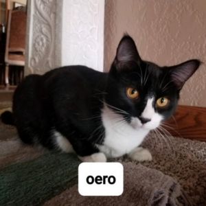 Oreo