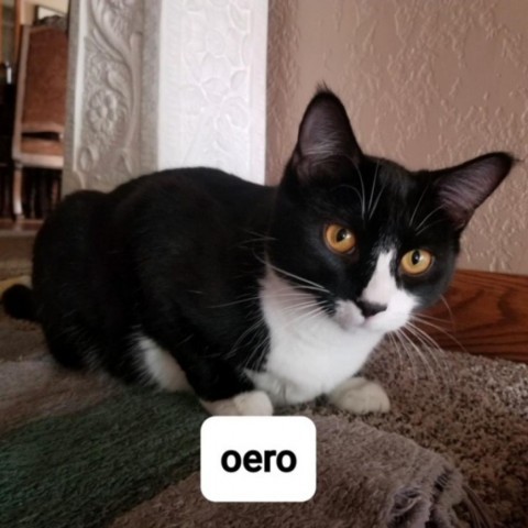 Oreo 1