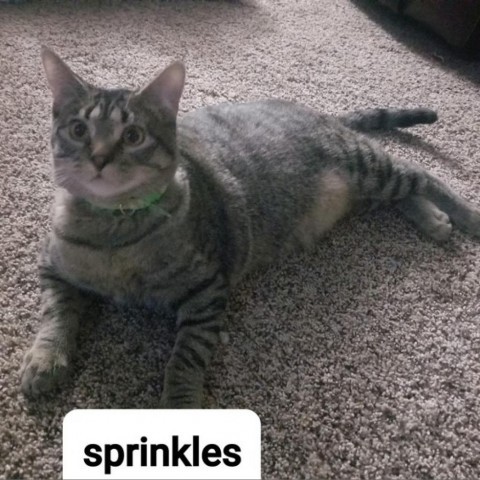 Sprinkles