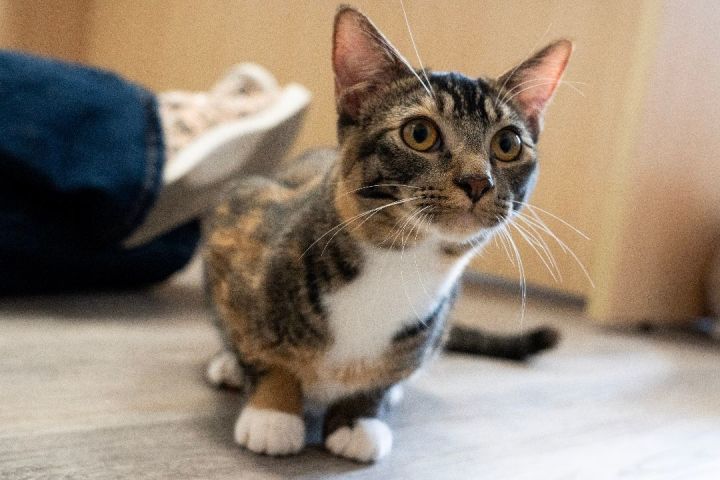 Dora and Boots (Bonded Pair)  5