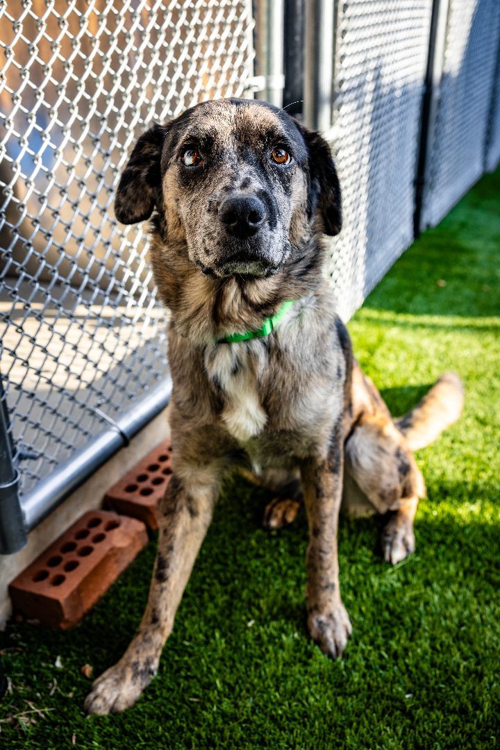 Stormey, an adoptable Australian Shepherd & Catahoula Leopard Dog Mix in Naperville, IL_image-3