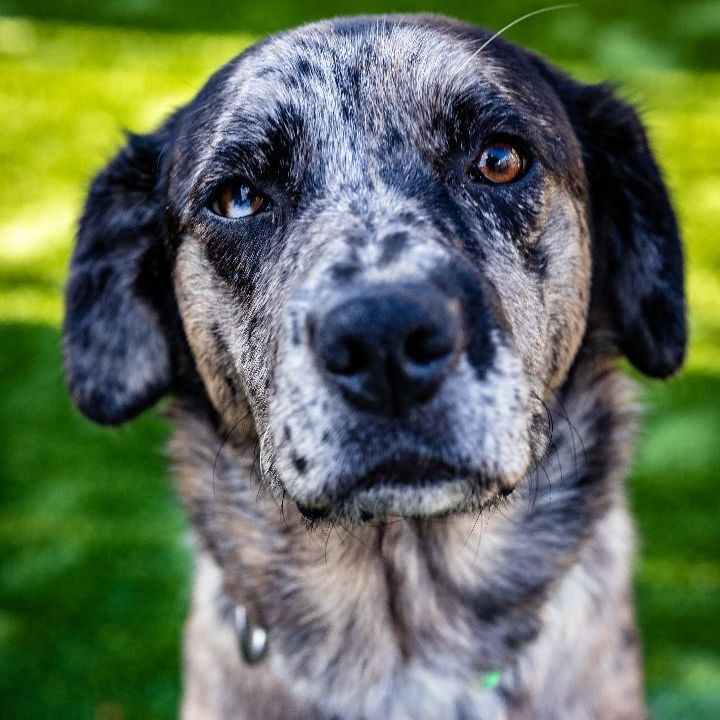 Stormey, an adoptable Australian Shepherd & Catahoula Leopard Dog Mix in Naperville, IL_image-1