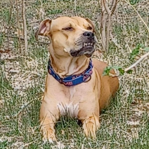 Carl, an adoptable Mixed Breed in West Olive, MI, 49460 | Photo Image 1