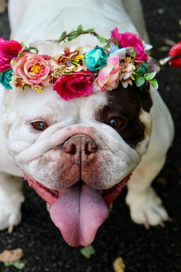Baroness McBubbles, an adopted English Bulldog in Sevierville, TN_image-2