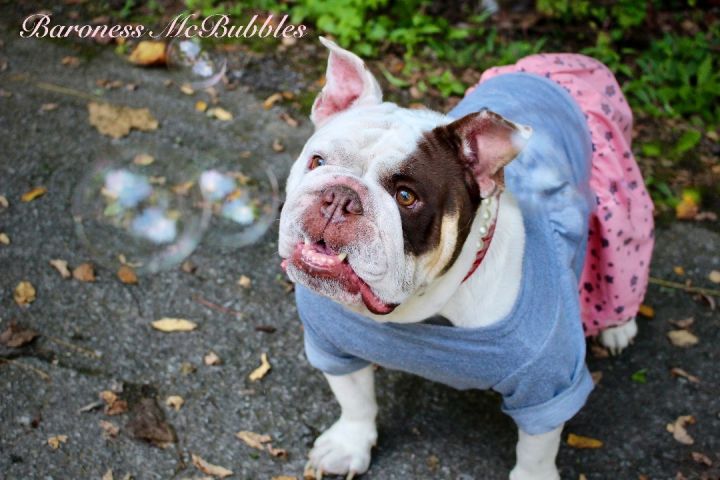 Baroness McBubbles, an adopted English Bulldog in Sevierville, TN_image-1