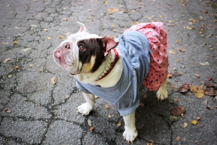 Baroness McBubbles, an adopted English Bulldog in Sevierville, TN_image-3