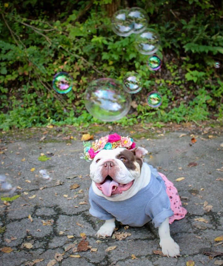 Baroness McBubbles, an adopted English Bulldog in Sevierville, TN_image-4