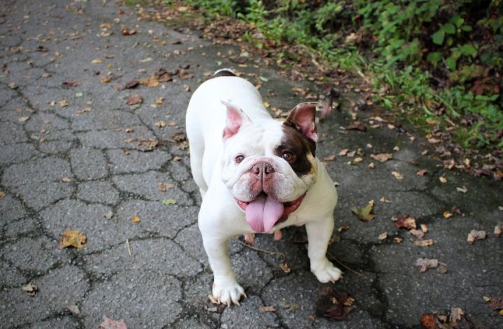 Baroness McBubbles, an adopted English Bulldog in Sevierville, TN_image-5