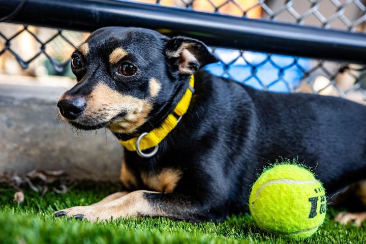 Baby, an adoptable Miniature Pinscher Mix in Naperville, IL_image-3