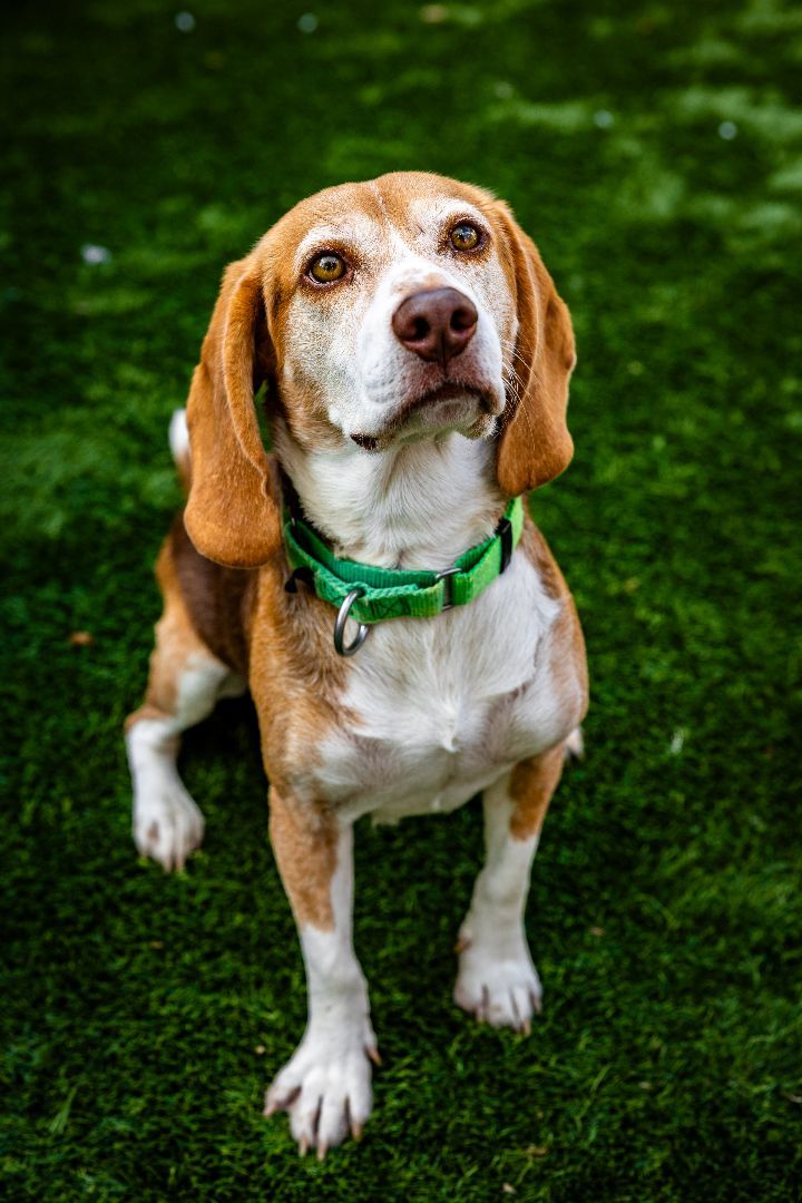 Duke 1
