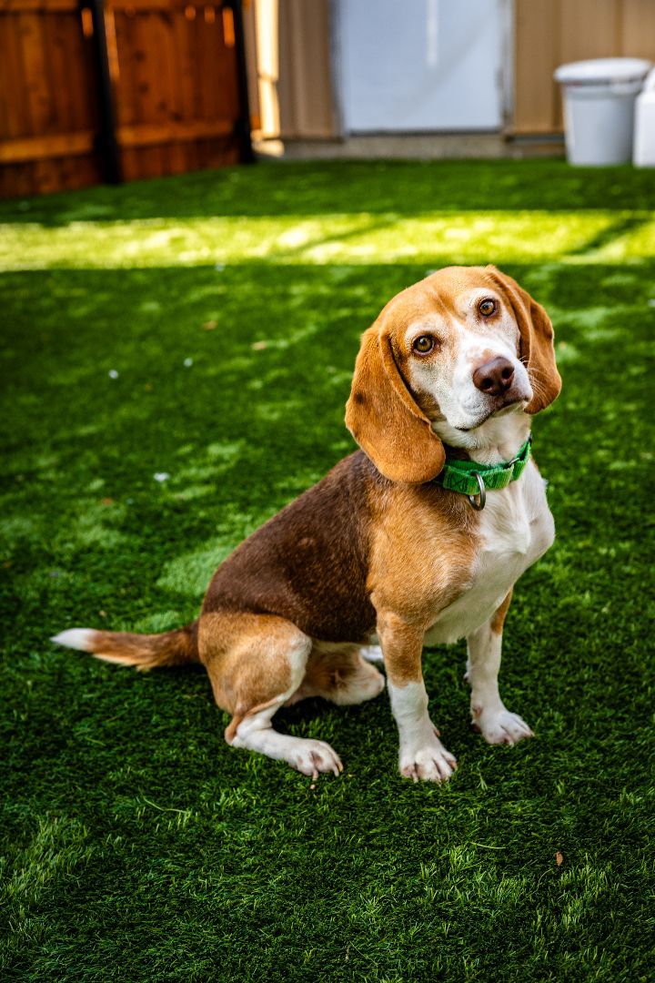 Duke, an adoptable Beagle in Naperville, IL_image-2