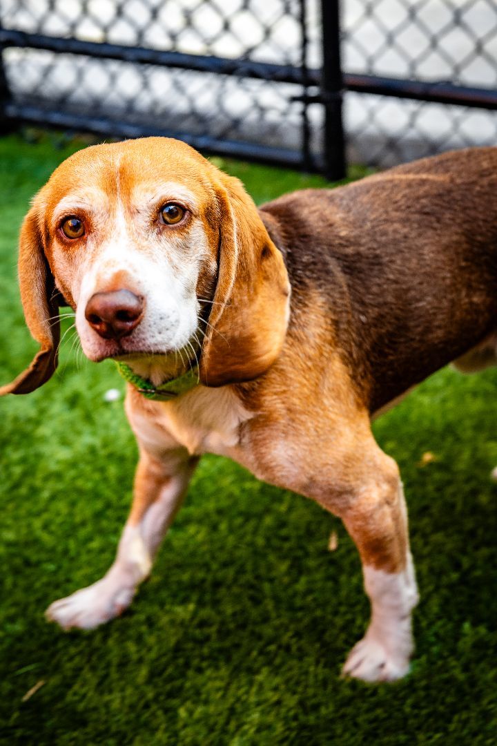 Duke, an adoptable Beagle in Naperville, IL_image-4