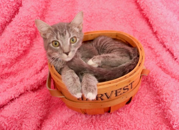 Tinsel, an adoptable Tabby Mix in Saint Augustine, FL_image-1