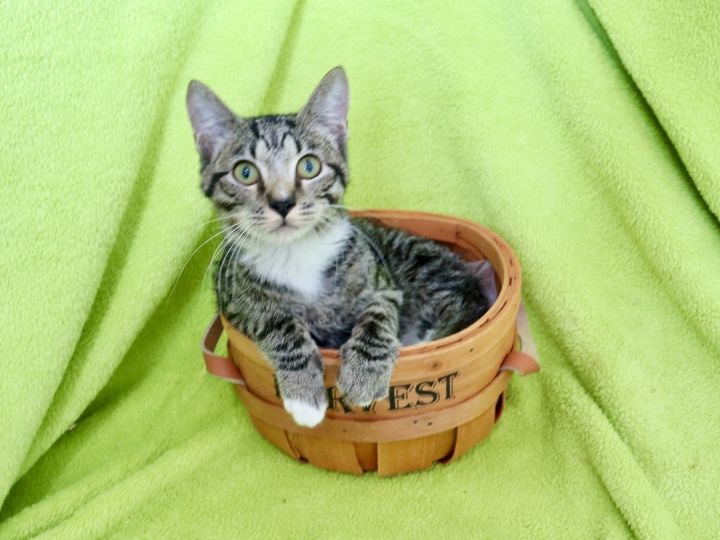 Timmy, an adoptable Tabby & Tuxedo Mix in Saint Augustine, FL_image-2