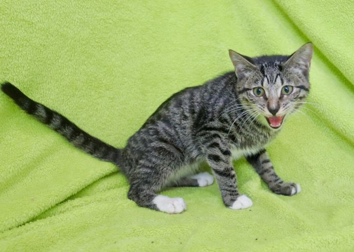 Timmy, an adoptable Tabby & Tuxedo Mix in Saint Augustine, FL_image-6