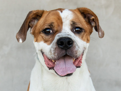 Shaq, an adoptable Mixed Breed in Longmont, CO, 80501 | Photo Image 1