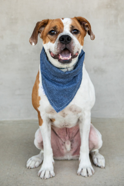 Shaq, an adoptable Mixed Breed in Longmont, CO, 80501 | Photo Image 2