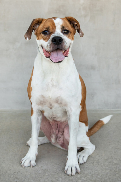 Shaq, an adoptable Mixed Breed in Longmont, CO, 80501 | Photo Image 3