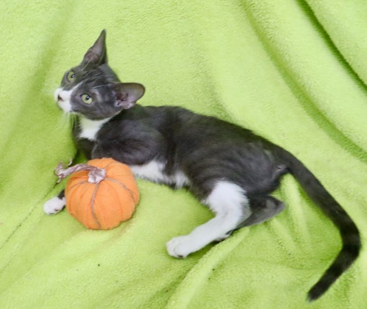 Tito, an adoptable Russian Blue & Tuxedo Mix in Saint Augustine, FL_image-2