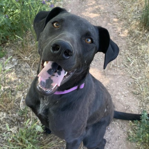 Groovy Zed, an adoptable Cattle Dog, German Shepherd Dog in Moab, UT, 84532 | Photo Image 1