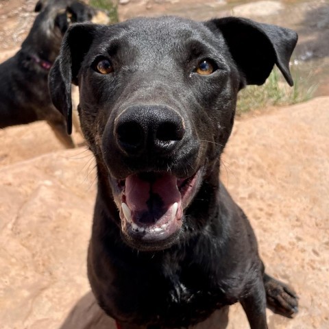Zed, an adoptable Mixed Breed in Moab, UT, 84532 | Photo Image 2