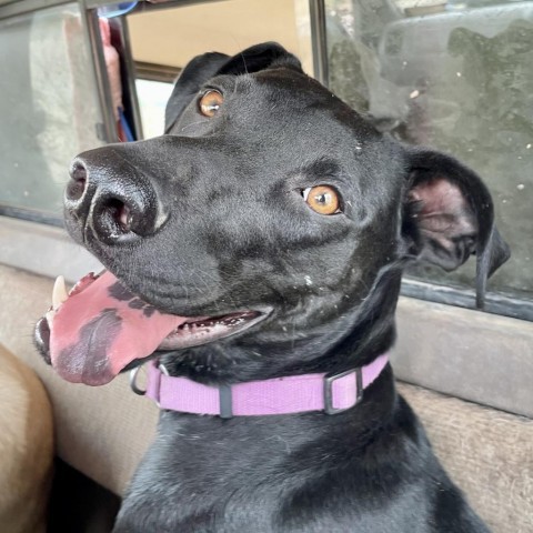 Groovy Zed, an adoptable Cattle Dog, German Shepherd Dog in Moab, UT, 84532 | Photo Image 2