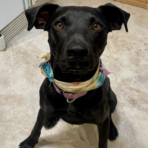 Groovy Zed, an adoptable Cattle Dog, German Shepherd Dog in Moab, UT, 84532 | Photo Image 3