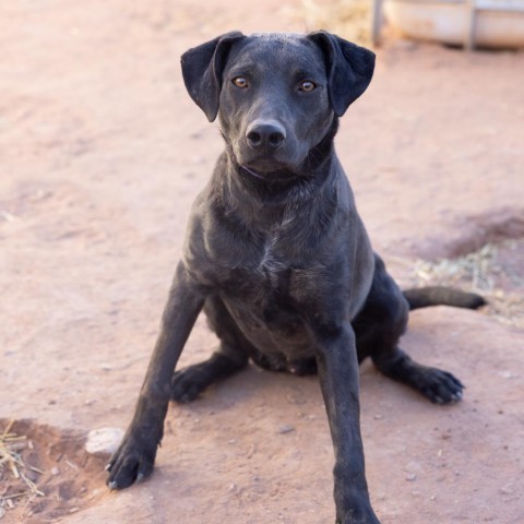 Zed, an adoptable Mixed Breed in Moab, UT, 84532 | Photo Image 5