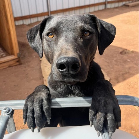 Groovy Zed, an adoptable Cattle Dog, German Shepherd Dog in Moab, UT, 84532 | Photo Image 6