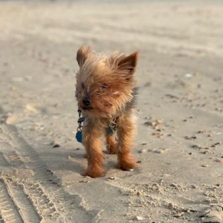 Sunny Kail - MISSING, an adoptable Yorkshire Terrier in Lynchburg, VA, 24502 | Photo Image 1