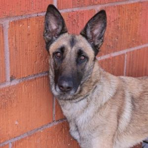 Preciosa is just as special as her name suggests This young Belgian Malinois mix thrived in her fos