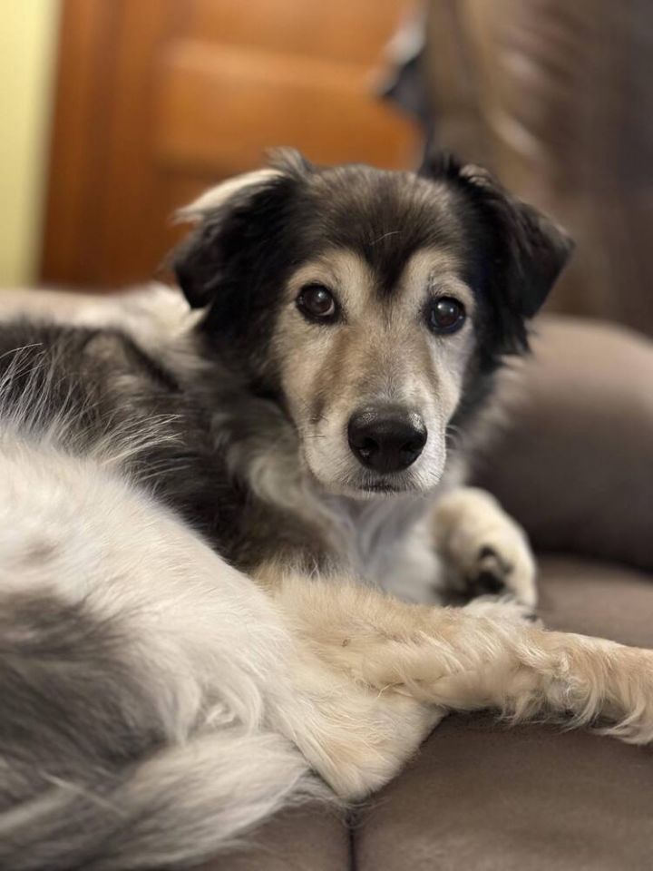 Border collie best sale shetland sheepdog mix