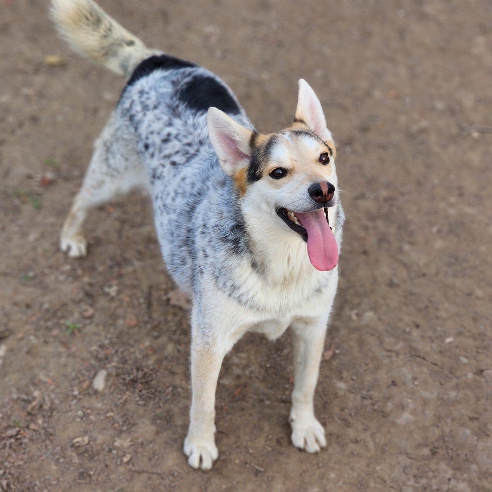 Dog for adoption Augie a Siberian Husky Australian Cattle Dog