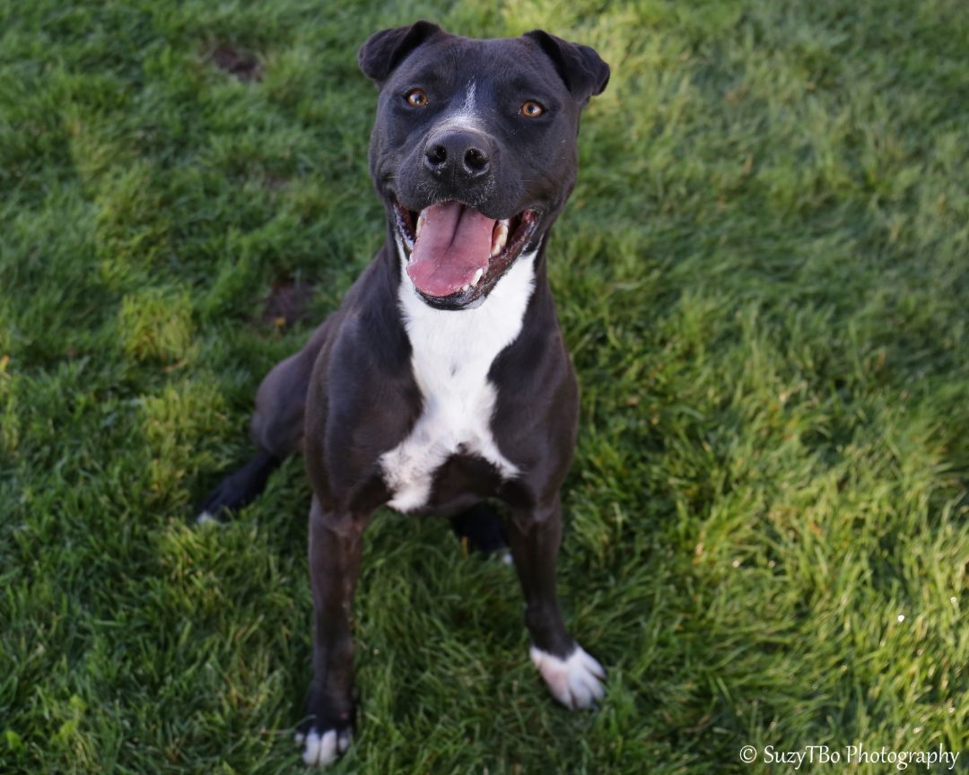 Lemmy, an adoptable Pit Bull Terrier in Montrose, CO, 81401 | Photo Image 1