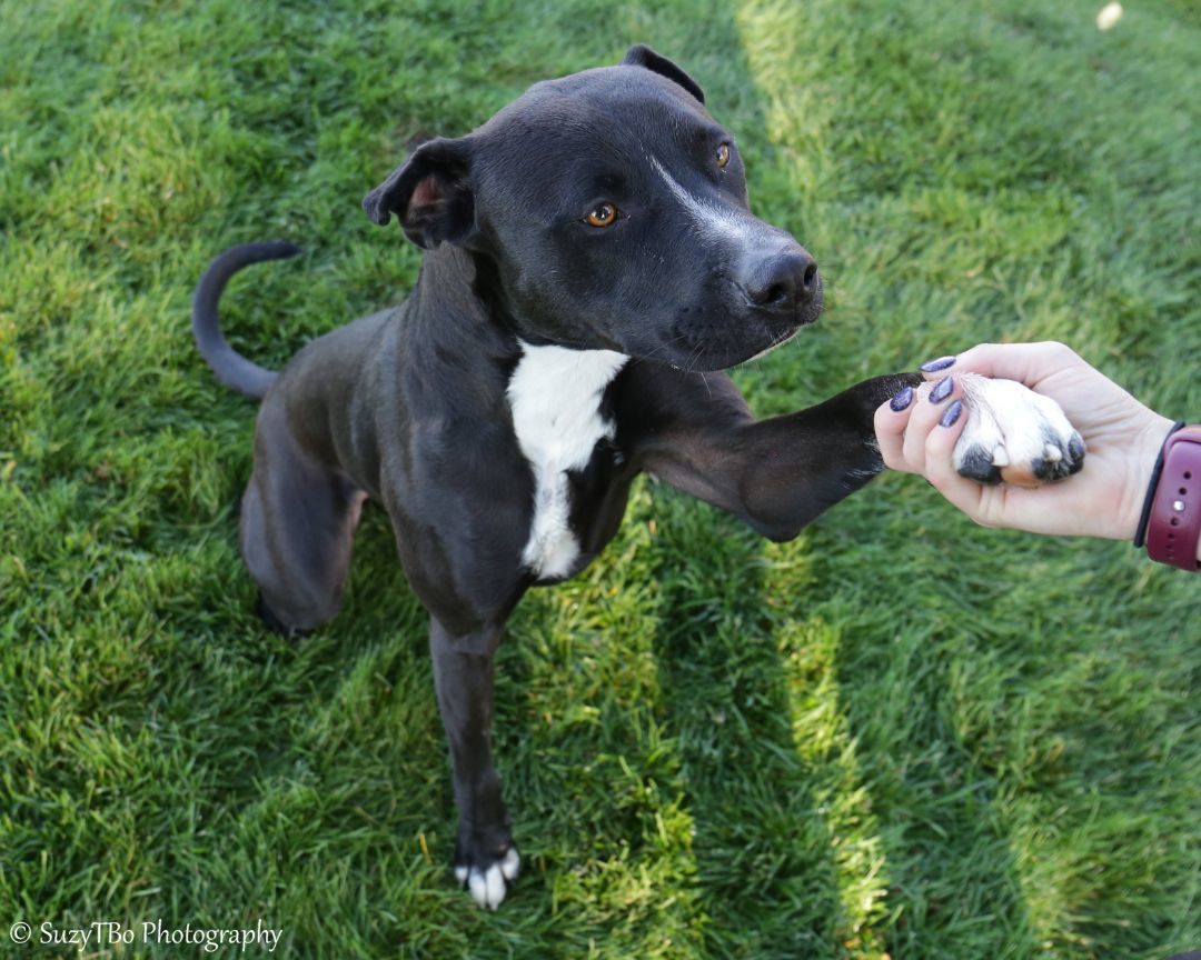 Lemmy, an adoptable Pit Bull Terrier in Montrose, CO, 81401 | Photo Image 4