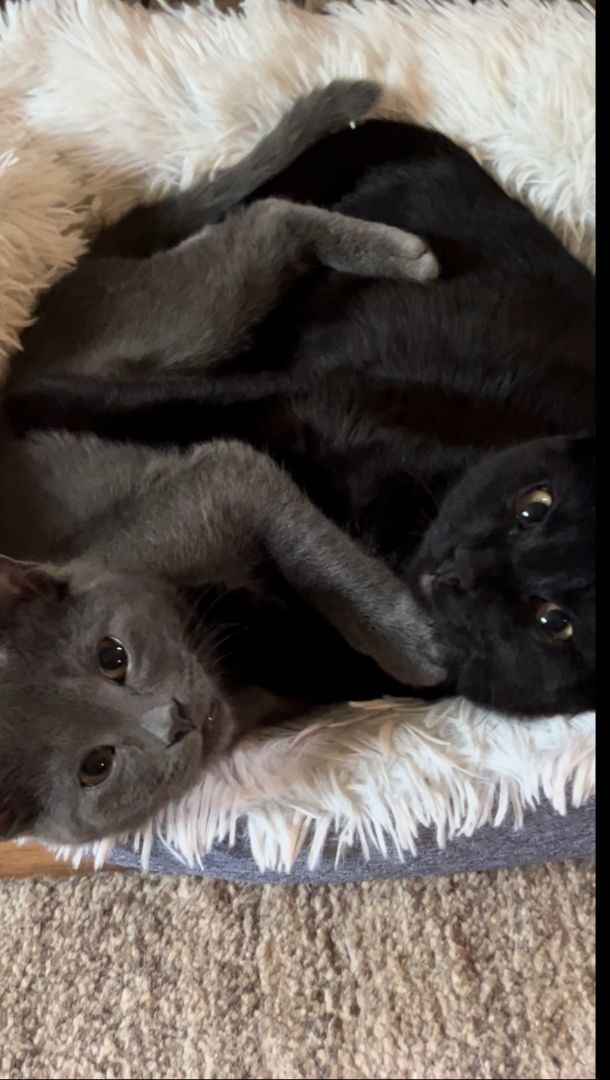 Lil Safe and Luke (Bonded Pair) - Pending Adoption, an adoptable Domestic Short Hair in Minneapolis, MN_image-1