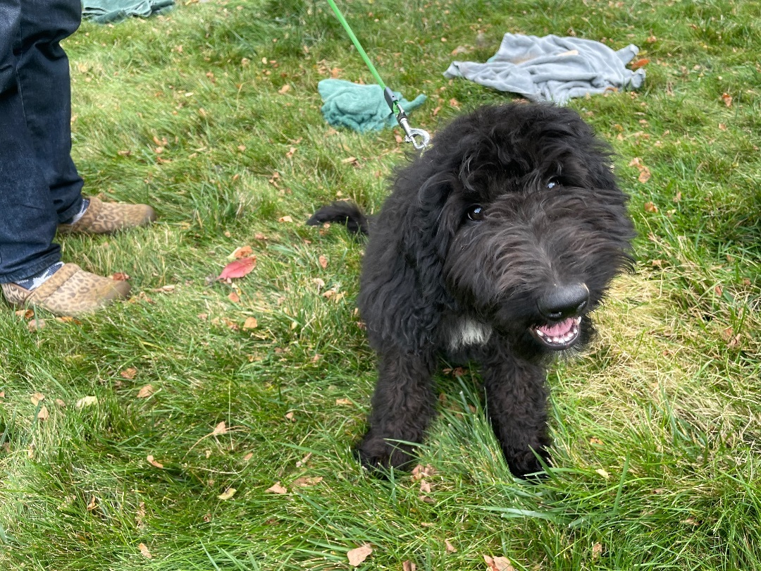 Bo, an adoptable Bernedoodle, Goldendoodle in Richland Center, WI, 53581 | Photo Image 1