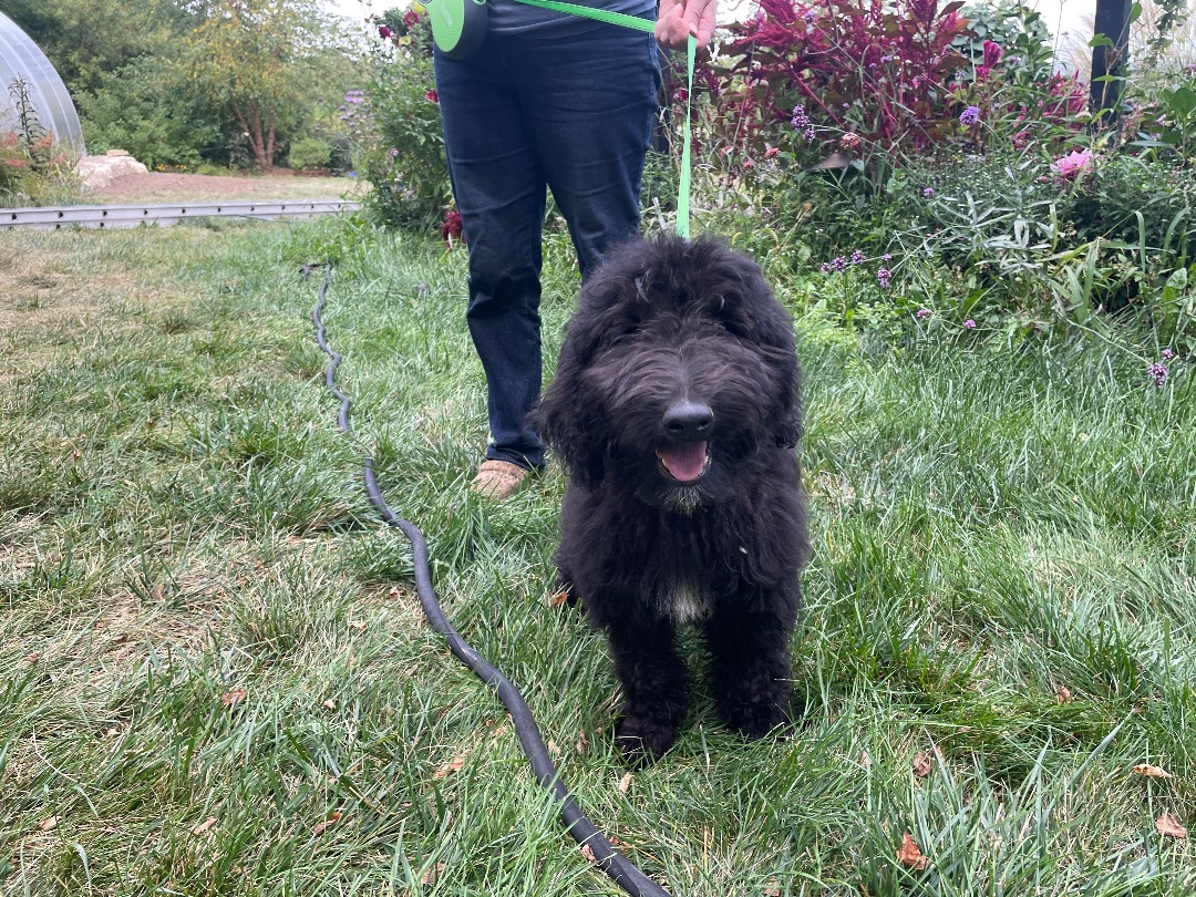 Bo, an adoptable Bernedoodle, Goldendoodle in Richland Center, WI, 53581 | Photo Image 2