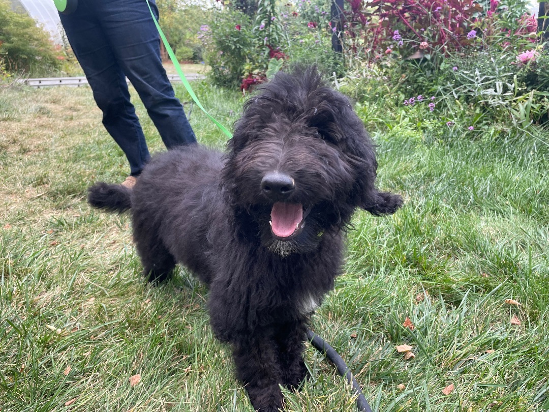 Bo, an adoptable Bernedoodle, Goldendoodle in Richland Center, WI, 53581 | Photo Image 3