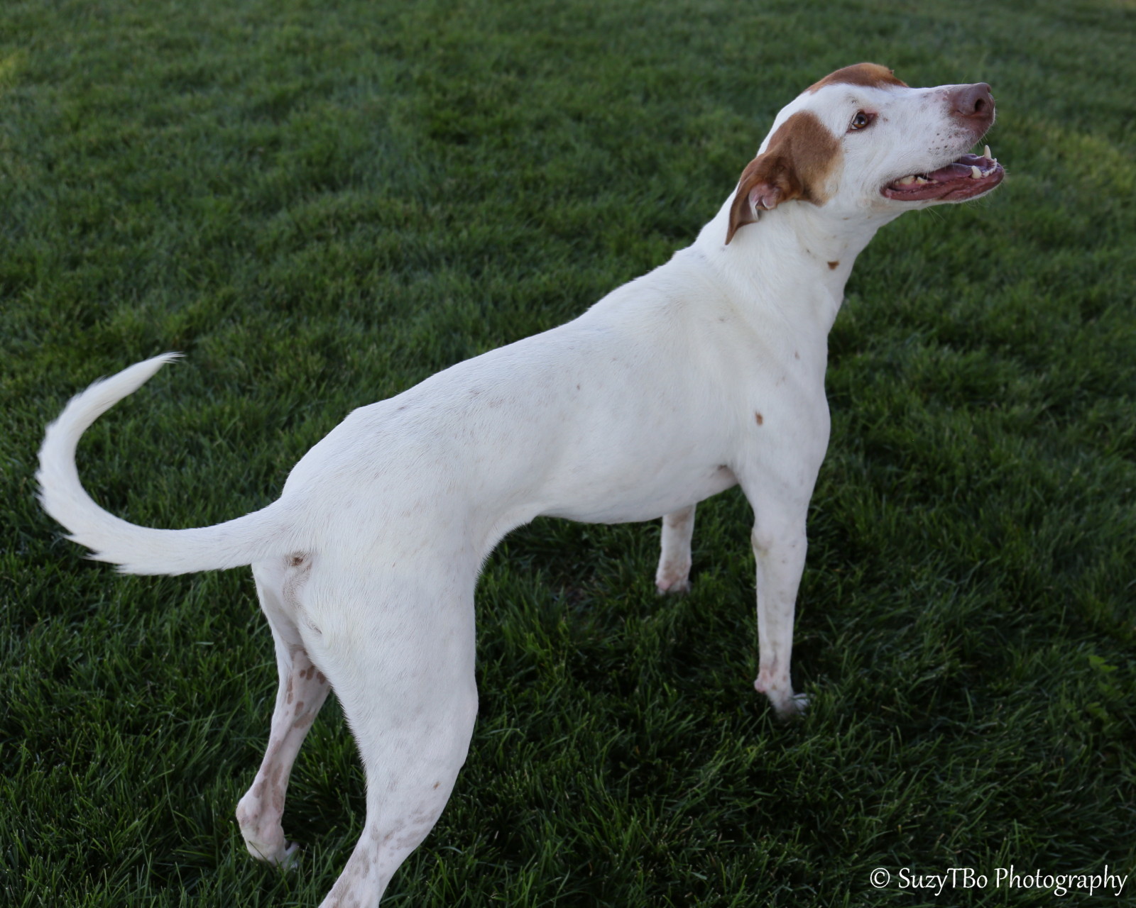 Aries, an adoptable Pit Bull Terrier, Pointer in Montrose, CO, 81401 | Photo Image 2