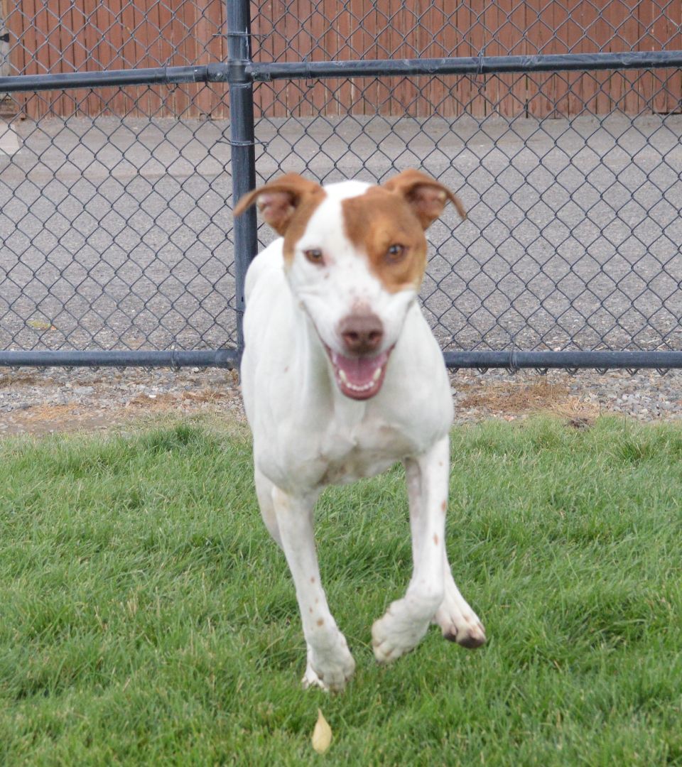 Aries, an adoptable Pit Bull Terrier, Pointer in Montrose, CO, 81401 | Photo Image 3