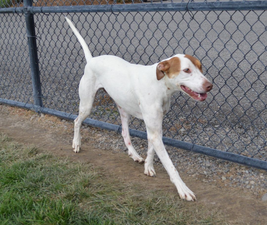 Aries, an adoptable Pit Bull Terrier, Pointer in Montrose, CO, 81401 | Photo Image 4